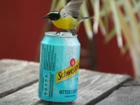 Sugarbird On Tin Can