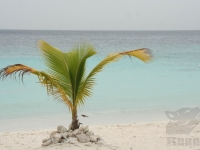 Small Palmtree At Beach
